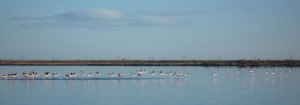 Pink flamingoes landing on the backwaters of the Etang de Thau