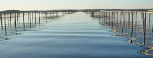 Oyster beds on the Etang de Thau